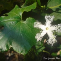 Trichosanthes cucumerina L.